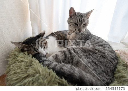 兩隻貓睡在窗邊 兩隻貓睡在窗邊 134553173
