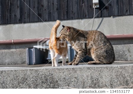 Parent and child of a cat snuggling up Parent and child of a cat snuggling up 134553177