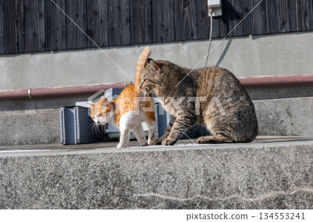 依and著貓的父母和孩子 134553241