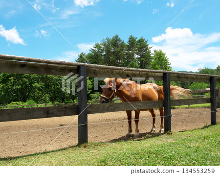 Ranch horse 134553259