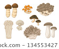 Illustration of various mushrooms 134553427