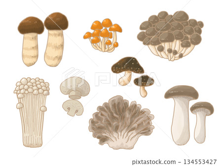 Illustration of various mushrooms 134553427