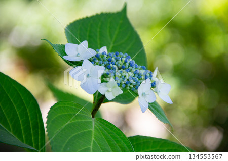 Hydrangeas blooming in Koishikawa Korakuen Garden A Japanese garden in early summer surrounded by fresh greenery 134553567