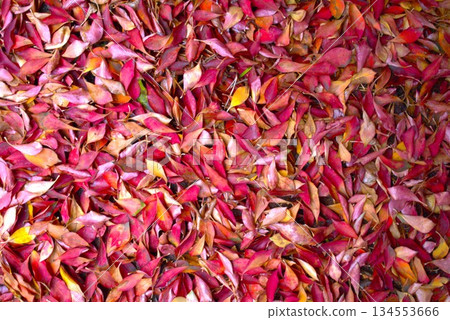 Bright fallen leaves Bright fallen leaves 134553666