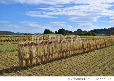 A rural landscape of rice plants in the Hinatasensui area of Isehara in autumn A rural landscape of rice plants in the Hinatasensui area of Isehara in autumn 134553977