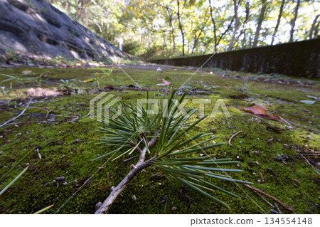 山深處的松葉 134554148