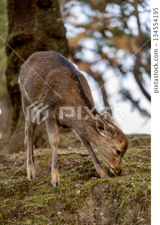 Deer grassing at Nara Park Deer grassing at Nara Park 134554195
