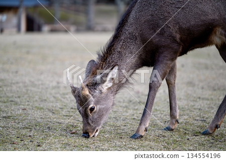 Deer grassing at Nara Park Deer grassing at Nara Park 134554196