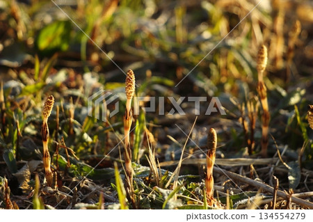 Horsetail that announces the arrival of spring Horsetail that announces the arrival of spring 134554279