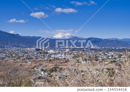 [Kanagawa Prefecture] View of Soga Plum Grove and Mt. Fuji from a High Ground 134554416