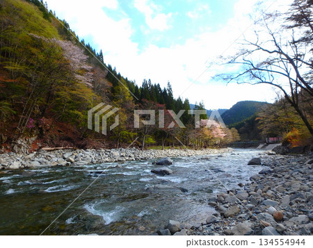 Surrounded by mountain cherry blossoms and clear streams - Spring stream fishing on the Maze River 134554944