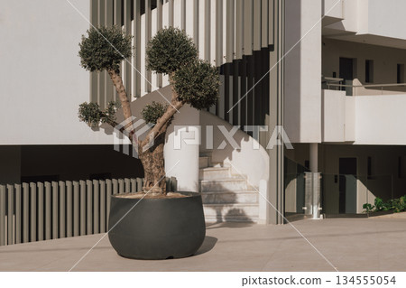 Topiary elegance: a potted olive tree pruned into spherical shapes for formal landscape design Topiary elegance: a potted olive tree pruned into spherical shapes for formal landscape design 134555054