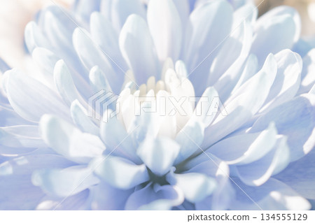 Smoothly blended pastel abstract: a light, flowing floral background with soft color transitions Smoothly blended pastel abstract: a light, flowing floral background with soft color transitions 134555129