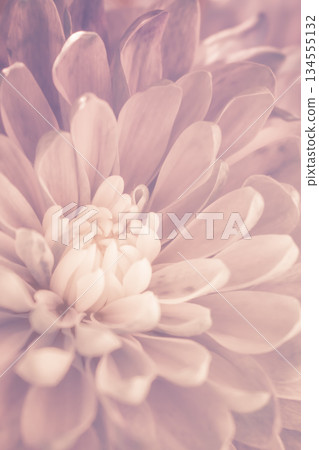 Deep, saturated floral abstract background a rich texture created from blurred chrysanthemum petals Deep, saturated floral abstract background a rich texture created from blurred chrysanthemum petals 134555132