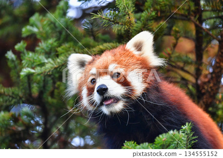 cute red panda cute red panda 134555152