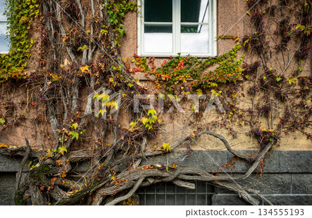 Autumn ivy climbing on historic building facade with window Autumn ivy climbing on historic building facade with window 134555193