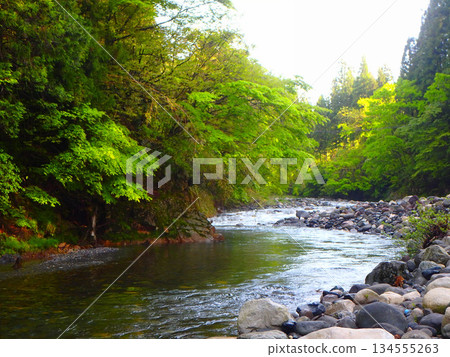Amidst the clear waters and fresh greenery: Fishing at the Yoshida River in Gujo 134555263