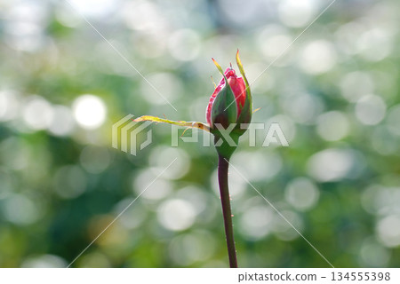 紅玫瑰花蕾 134555398