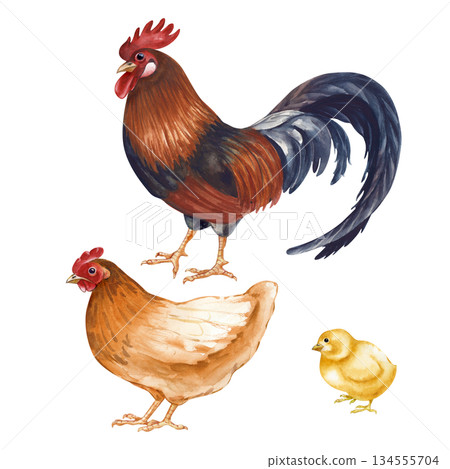 Chicken set on an isolated background. Brown chicken, dark rooster and yellow chick. Poultry yard, watercolor illustration. Vintage realistic bird family clipart for organic food design 134555704