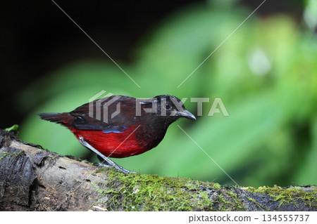 蘇門答臘亞羅斯托 134555737