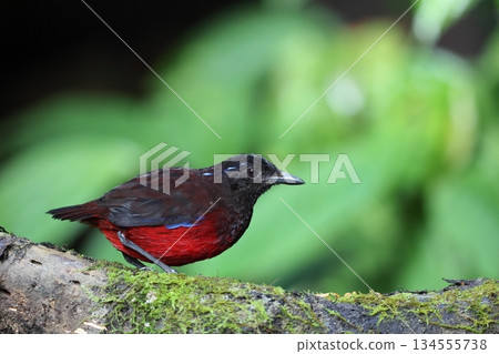 蘇門答臘亞羅斯托 134555738