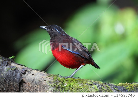 蘇門答臘亞羅斯托 134555740