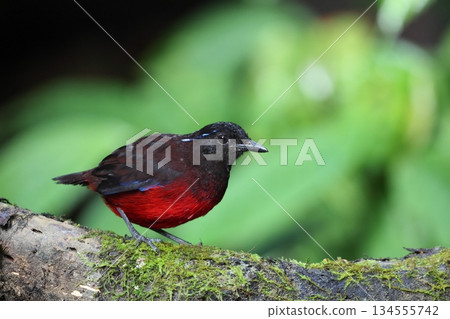 蘇門答臘亞羅斯托 134555742