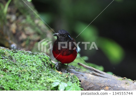 蘇門答臘亞羅斯托 134555744