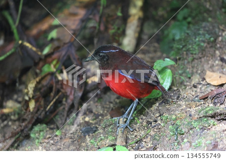 蘇門答臘亞羅斯托 134555749