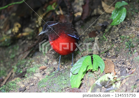 蘇門答臘亞羅斯托 134555750