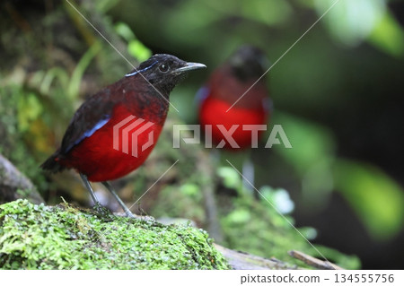 蘇門答臘亞羅斯托 134555756