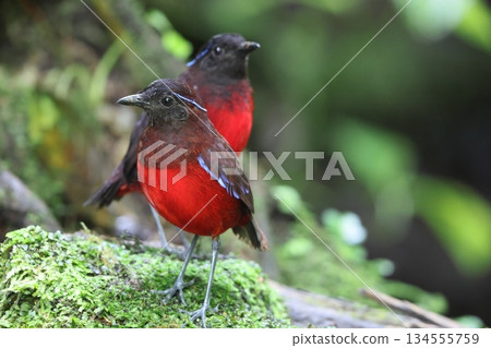 蘇門答臘亞羅斯托 134555759