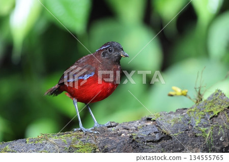 蘇門答臘亞羅斯托 134555765