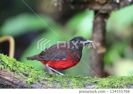 蘇門答臘亞羅斯托 134555766