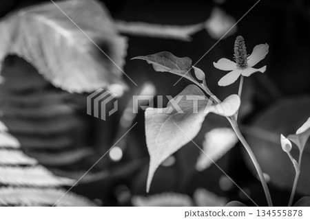 Monochrome World - Houttuynia cordata in the shade - 134555878