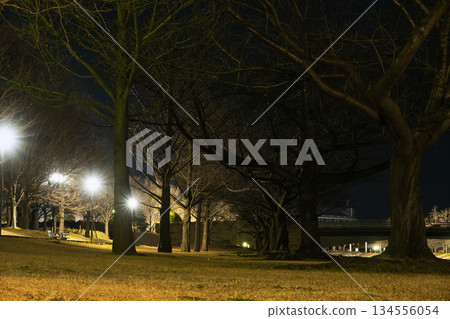 Bare trees and avenues in a park at night lit by streetlights 134556054