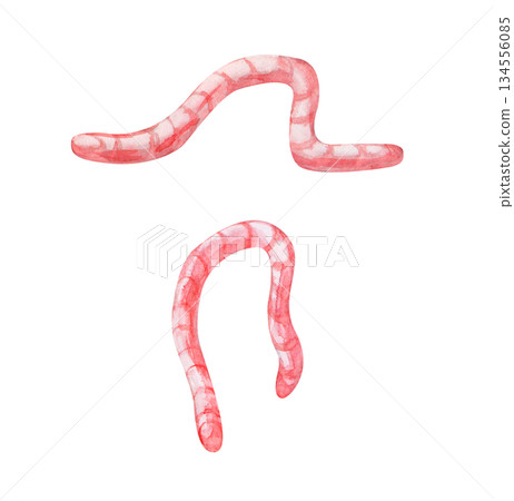 Two pink earthworms on an isolated background. Watercolor illustration of crawling and hanging insects. Realistic clipart for fishing or feeding birds. 134556085