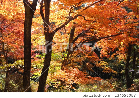 唐澤山城遺址被秋葉環繞。 唐澤山城遺址被秋葉環繞。 134556098