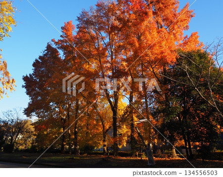 秋葉momijiba小鹿 134556503