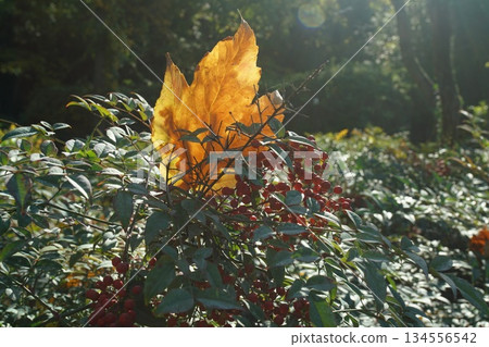 Autumn leaf color (plane tree) in Monceau  park of Paris 134556542