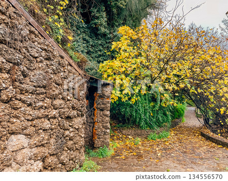 Old cottage wall surrounded by blooming shrubs and moss Old cottage wall surrounded by blooming shrubs and moss 134556570