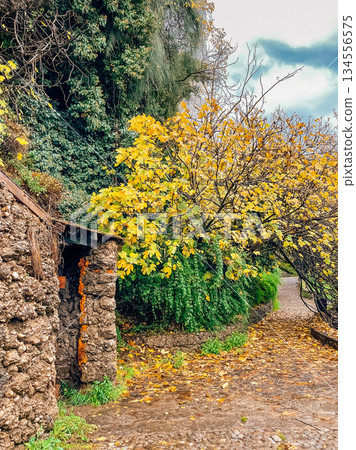 Peaceful rural trail surrounded by nature and vibrant flora Peaceful rural trail surrounded by nature and vibrant flora 134556575