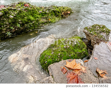 serene forest with flowing water and rocks, calm rippling stream among lush moss and seasonal leaves 134556582