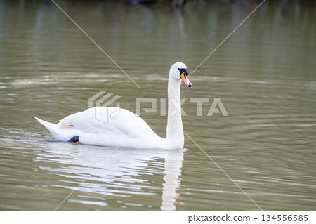 Mute common swan swimming in the lake, December 2025 U.K. 134556585