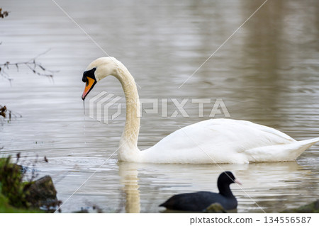 Mute common swan swimming in the lake, December 2025 U.K. Mute common swan swimming in the lake, December 2025 U.K. 134556587