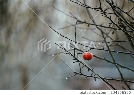Abstract winter holiday background. Ripe red apple on tree in winter, copy space Abstract winter holiday background. Ripe red apple on tree in winter, copy space 134556590