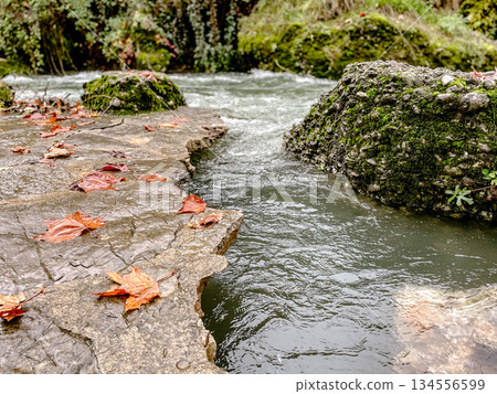 tranquil nature with mossy stones, peaceful setting of mosscovered rocks and drifting orange leaves tranquil nature with mossy stones, peaceful setting of mosscovered rocks and drifting orange leaves 134556599