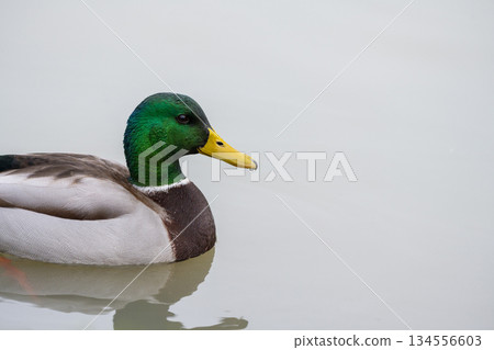 Mallard duck swimming in the pond, December 2025, UK. Copy space Mallard duck swimming in the pond, December 2025, UK. Copy space 134556603