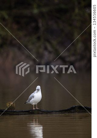 Close up of a black headed gull in winter lake in UK in December 2025 Close up of a black headed gull in winter lake in UK in December 2025 134556605