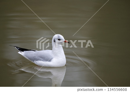 Close up of a black headed gull in winter lake in UK in December 2025 Close up of a black headed gull in winter lake in UK in December 2025 134556608